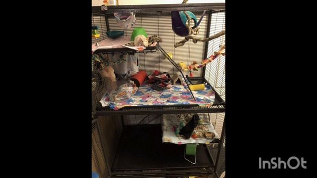 Урок 8.Декоративные крысы. Породы. Основные принципы содержания🐭🐭🐭