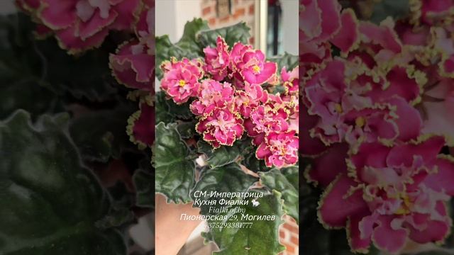 РС-Небесный Ангел, СМ-Императрица и НК-Граф Воронцов - завершают эту неделю с нами.