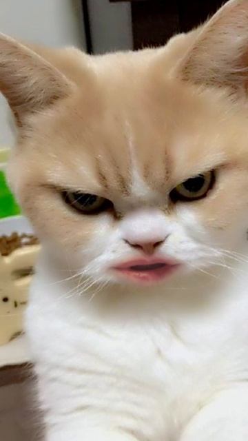 подписывайся на меня ,говорю тебе 🤣