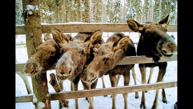 Лось (Alces alces) – король лесов и бывшее домашнее животное