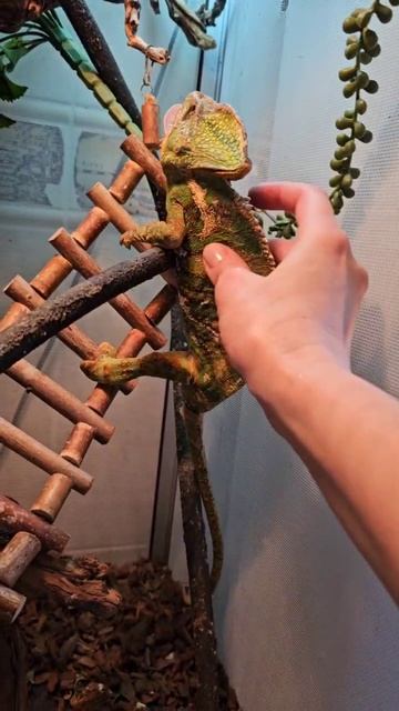 😅Старичок Хамелеоша замахнулся на Эверест с Джамалунгмой, но что-то пошло не так...🦎