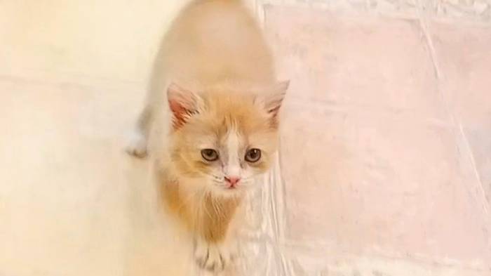 Котята 5 шт
