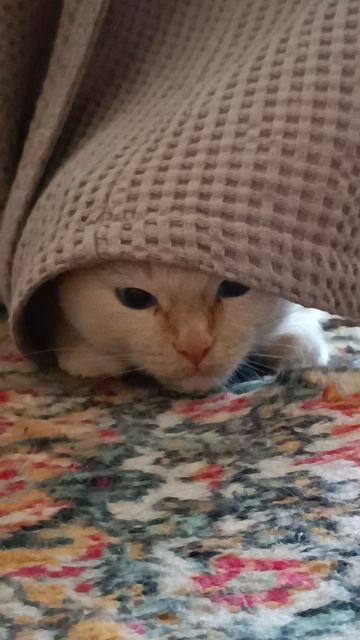 Котик в засаде