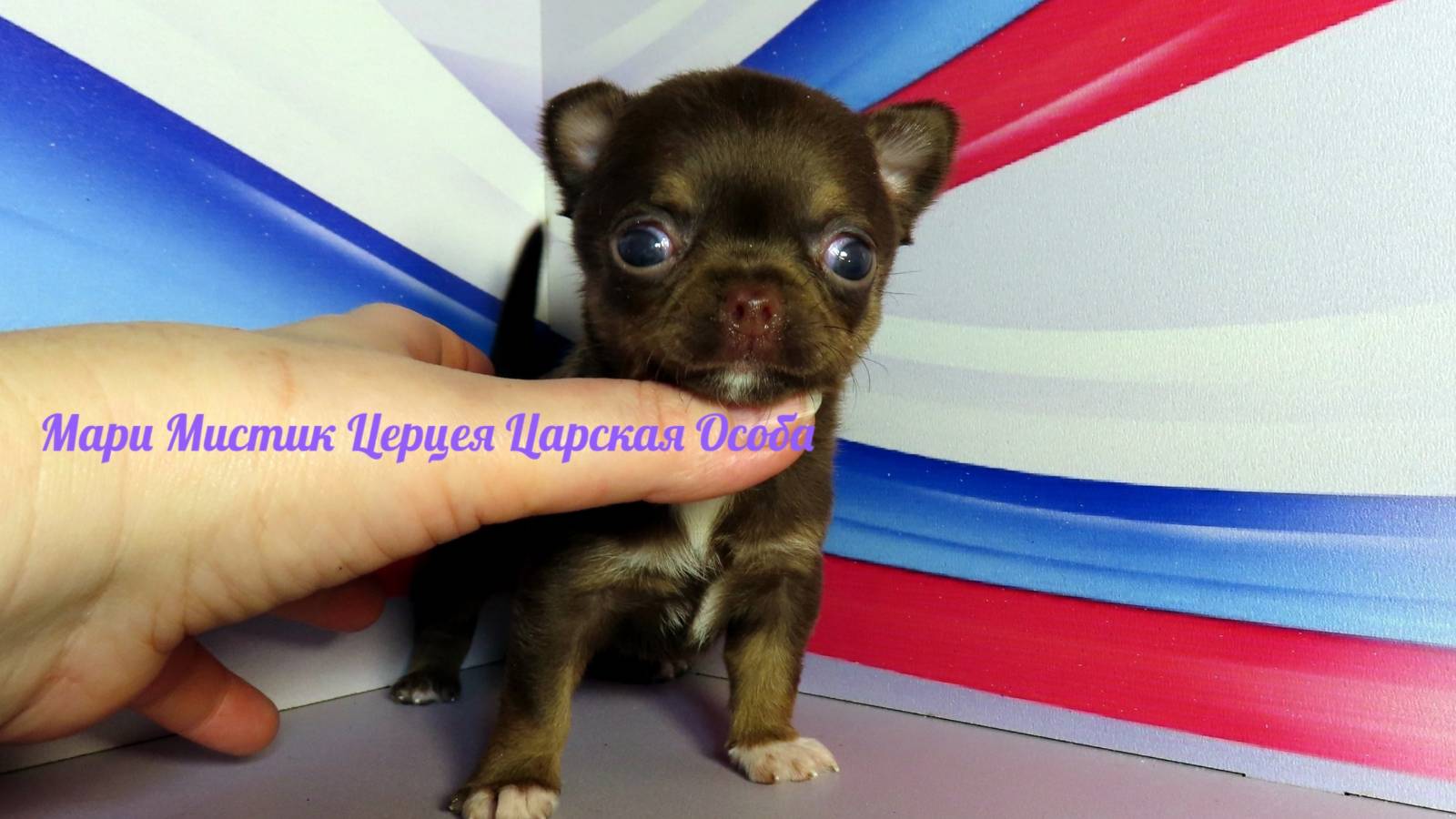 #СКИДКИ_на_МИНИ_чихуахуа Др 24.01.25 папа Леон Др 08.02.25 папа Пряня #купитьчихуахуа 89215950848