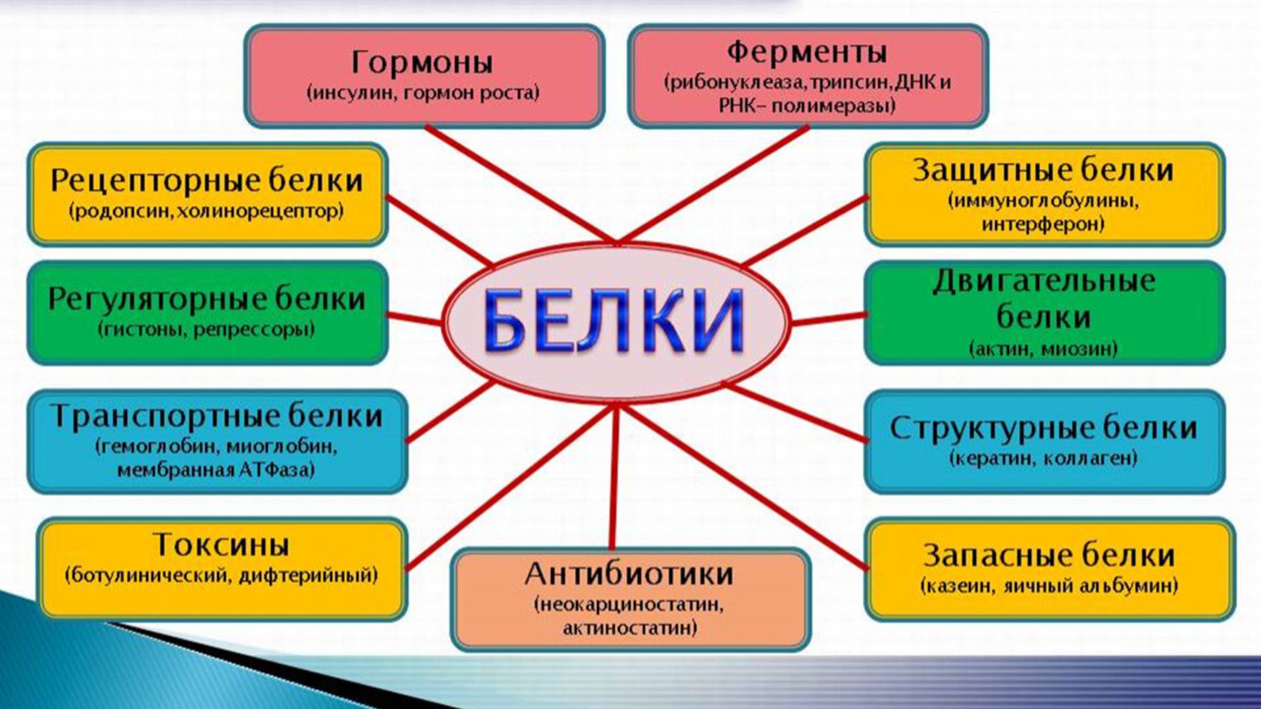 Белковое питание -  секрет красоты?