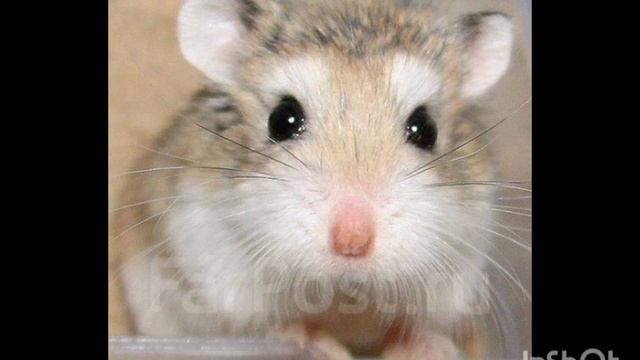 Урок 1 Виды хомяков.Какой выбрать? 😀🐹🐹🐹