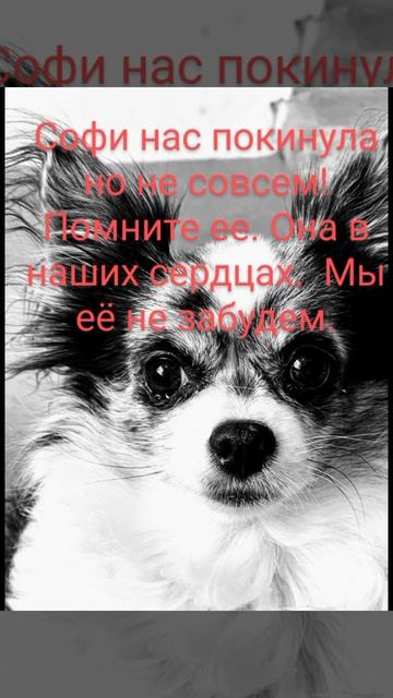 вспомним Софи ещё раз.....
