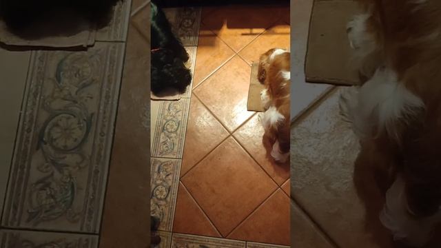 Во что играть с Кавалером? А с двумя?