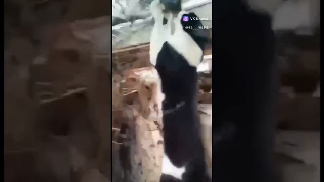 Фронтовые котики