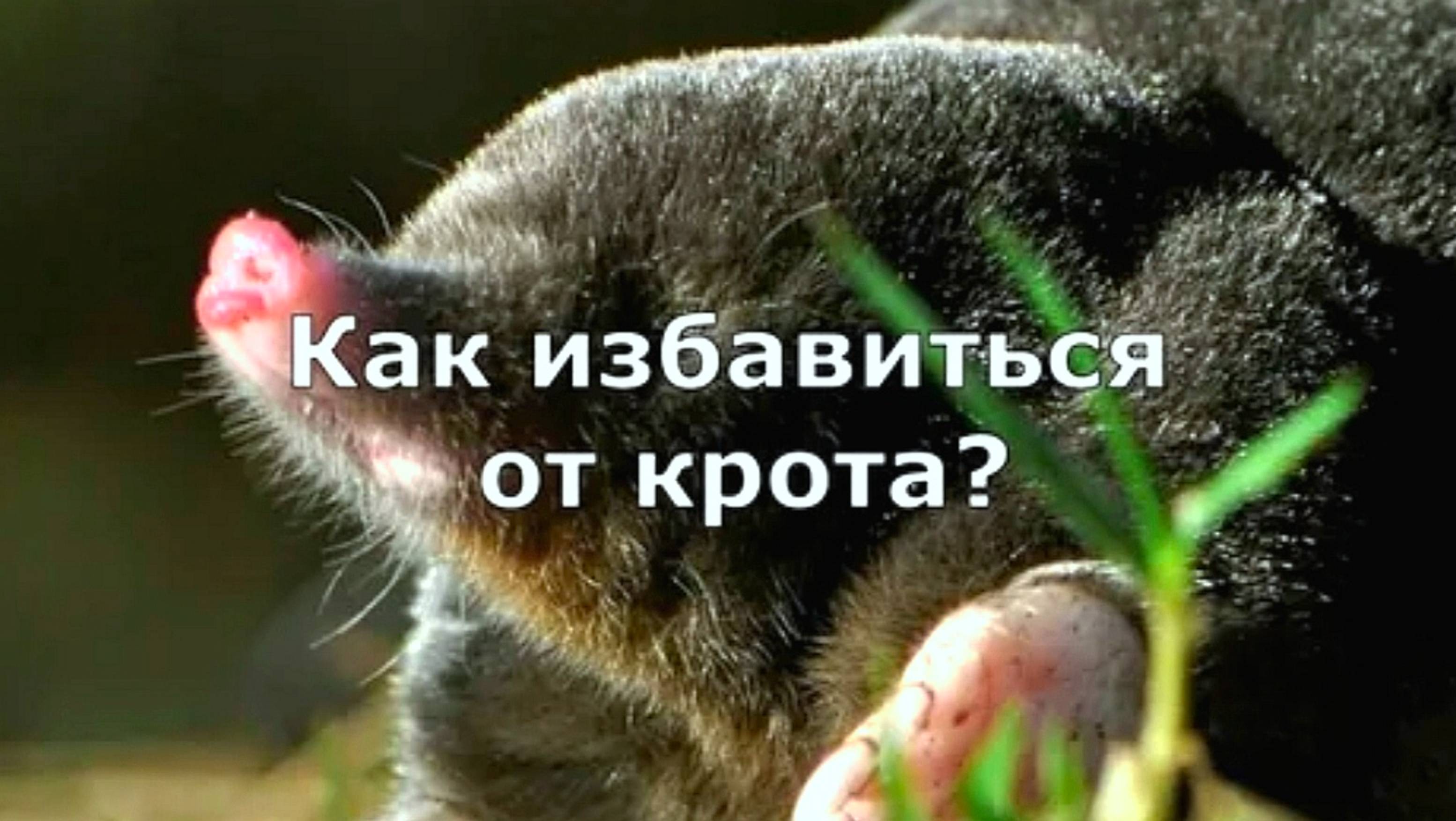 КАК ИЗБАВИТЬСЯ ОТ КРОТОВ НА УЧАСТКЕ