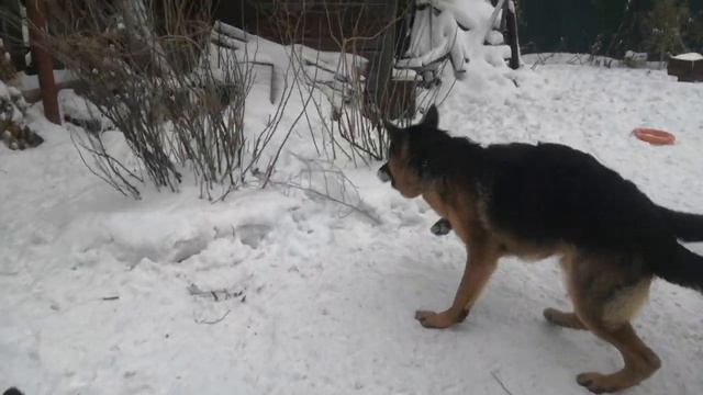 Весело во дворе Арни и Дине!