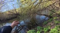 РУЧЕЙ 15 см. глубины, А РЫБЫ МНОГО! Рыбалка в сказочном месте на спиннинг. 2025