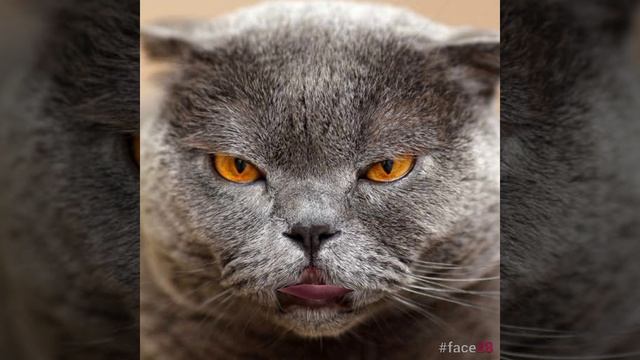 пробую маски из приложения crazy face