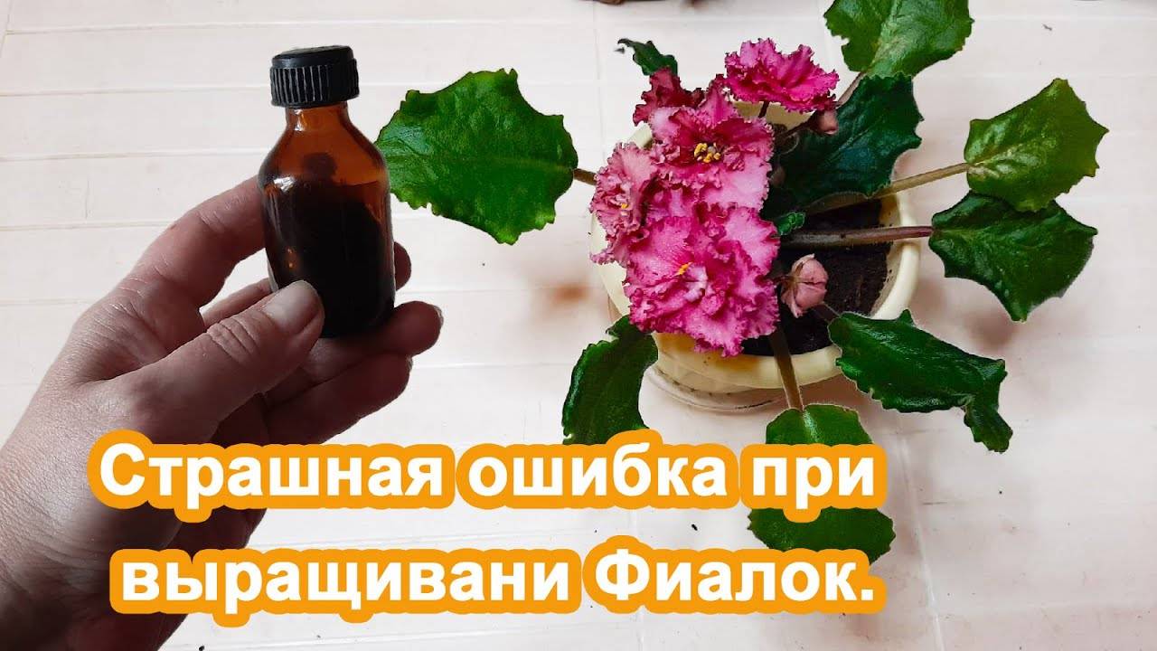 Важно подкормите в Декабре цветы. Реанимируем Фиалки дома. Фиалки будут цвести и радовать вас.