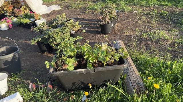 В МАЕ с ГЕРАНЬЮ ТАК Делала моя БАБУШКА, и даже чахлая герань пышно цвела