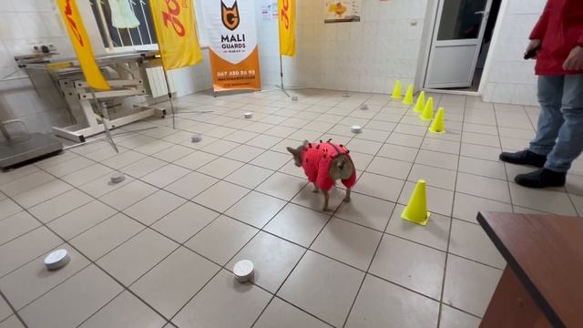 Запахові тести NOSEWORK 2023 у клубі MaliGuards Club K9 // фр.бульдог ?