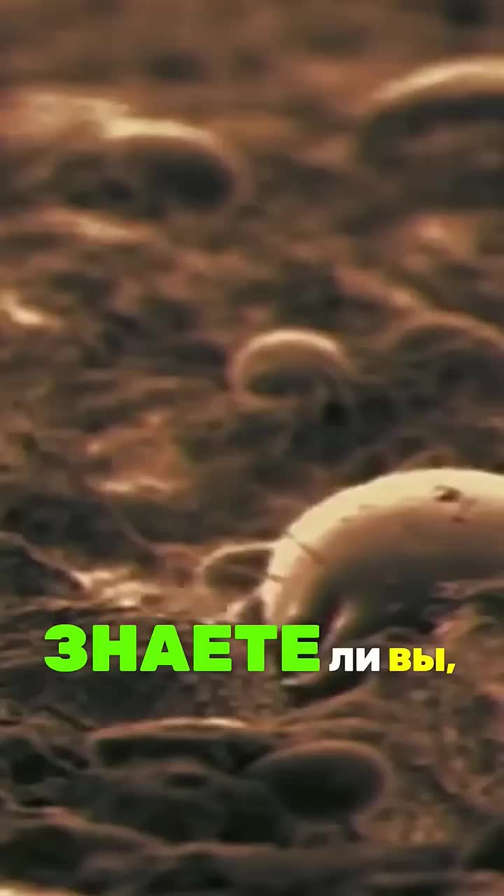 Кто такие ПЫЛЕВЫЕ клещи?