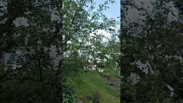 Яблони в цвету #Природа #Красота #ЛичностныйРост #МойСад