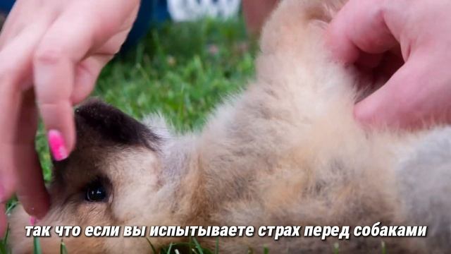 🤯 СТОП! Всё, что вы знали о собаках - НЕПРАВДА. 11 мифов ?