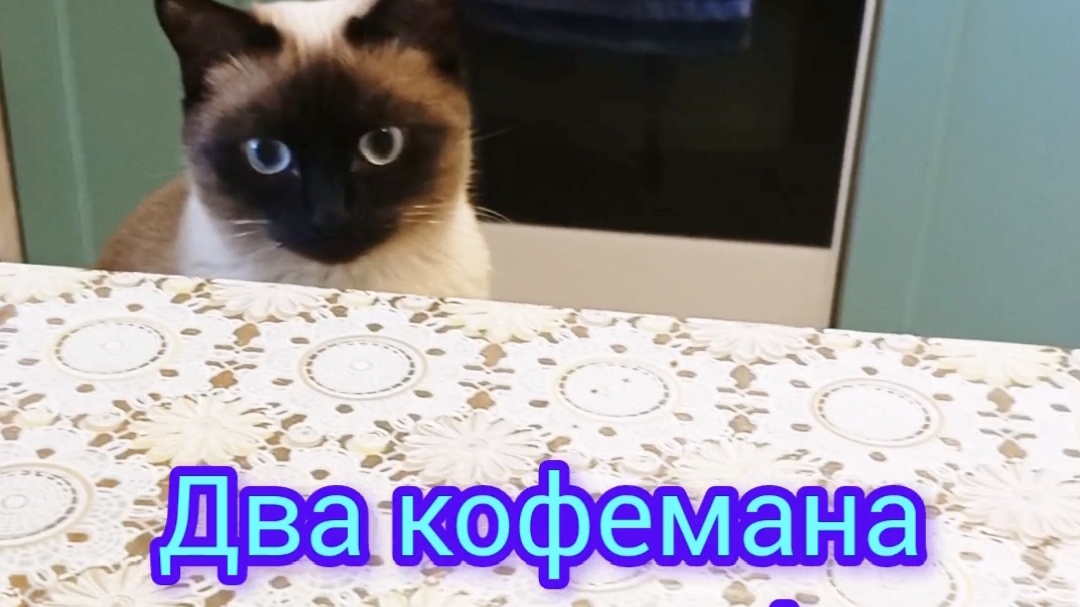 Два☕кофемана 😂🐱 #shorts #смешныекоты #видосы #прикольные коты #котики #кошкаЛадушка#тайская кошка