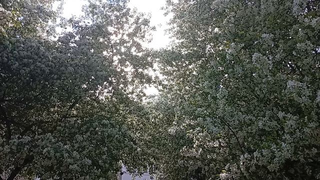 Екатеринбург, май 2025 - Цветущие яблони в парке им. Еремина
