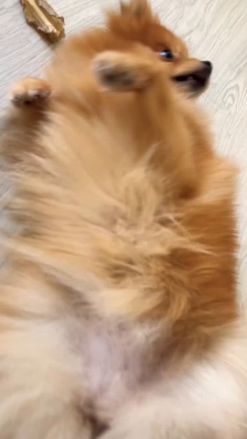 Померанские шпицы не любят лежать на спине! #pomeranian #померанскийшпиц #шпиц