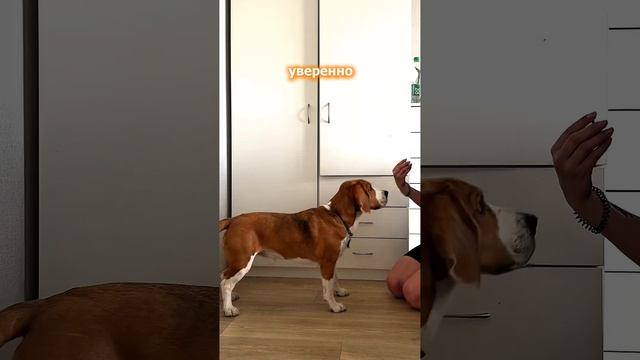 Полезная команда для похода к ветеринару✔️