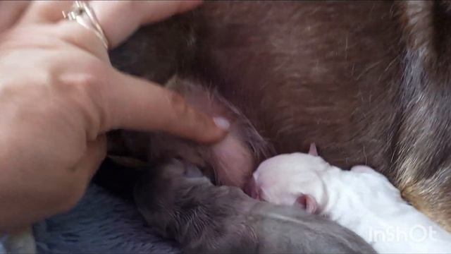 #роды чихуахуа Лолита + Ролекс питомник чихуахуа и той-