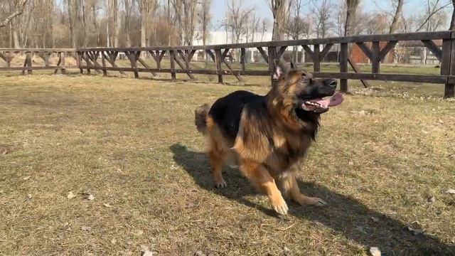 Тренировки бывают разные #dog #germanshepherd #немецкаяовчарка