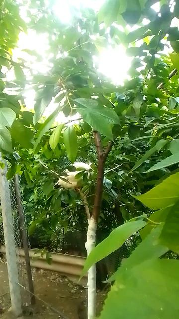 VID_20250523_182132.mp4
