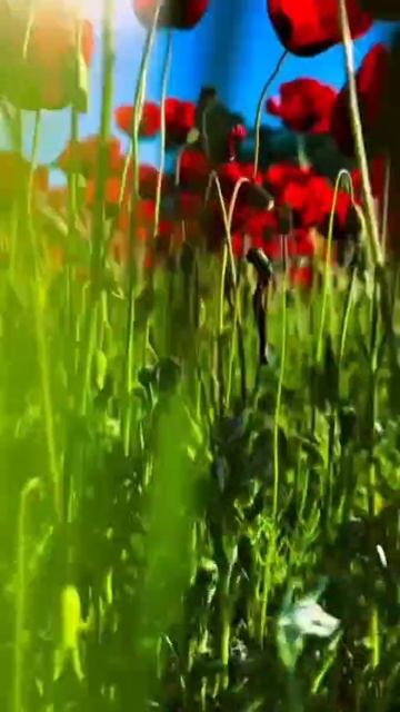 Видео WhatsApp 2025-05-19 в 20.10.08_760bc0e9