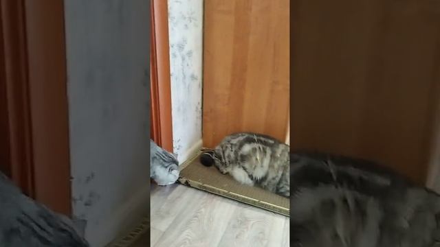 С этой ког­теточкой защита обоев и диванов на все💯‼️