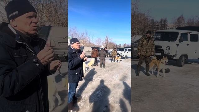 Ринг кобелей ЛЗС средняя Нижнекамск 2024