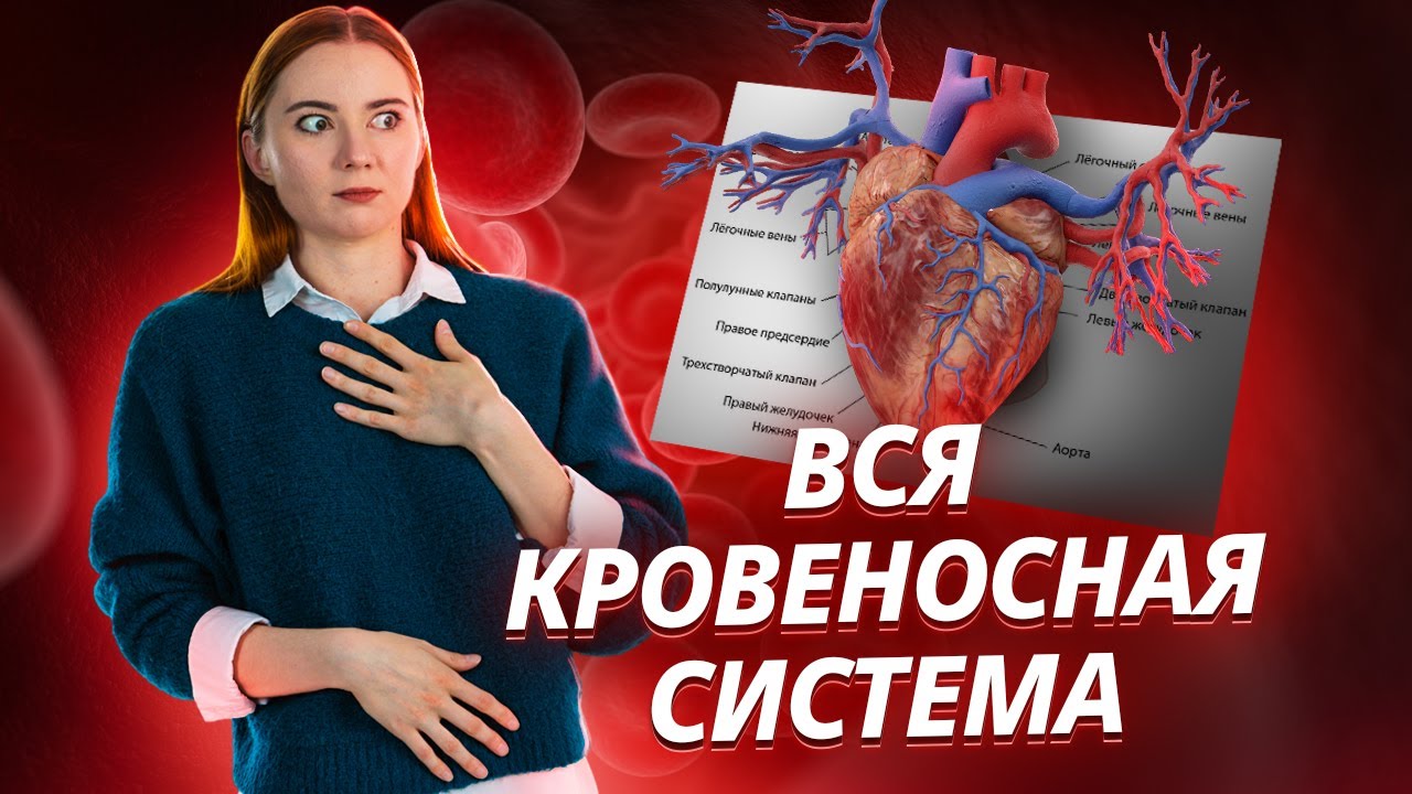 Кровеносная система: вся тема для ЕГЭ