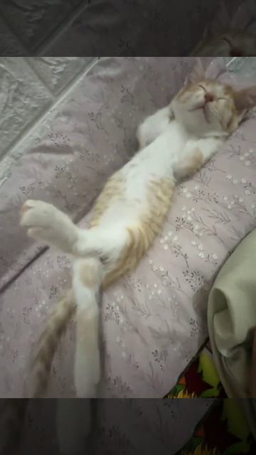 Мили котэ отдыхает на диванчике