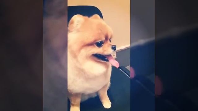 Стрижка шпица