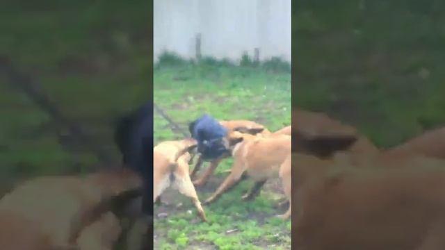 Подрощенные щенки малинуа! май 2021