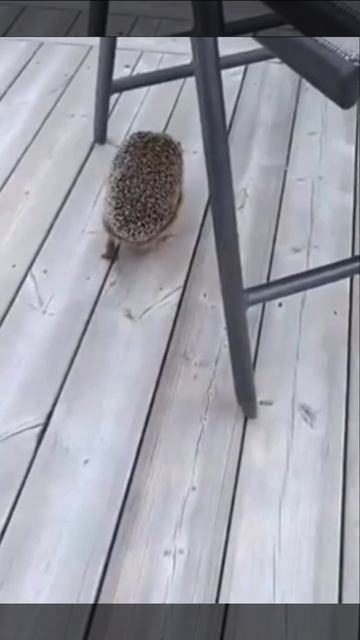 Ёжик кусь.mp4