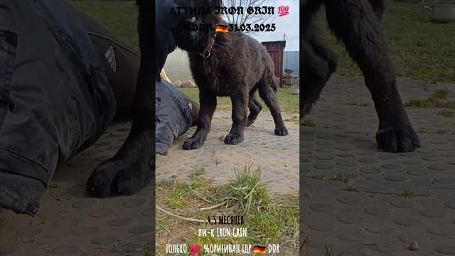 💯%ГДР 🇩🇪АТТИЛА АЙРОН ГРИН. 4,5 МЕСЯЦЕВ. НЕМЕЦКАЯ ОВЧА
