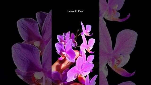 Орхидея Hatuyuki 'Pink'. Жаль камера не передаёт её сахарный блеск 😔
