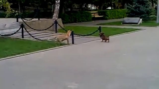 Лиса и такса