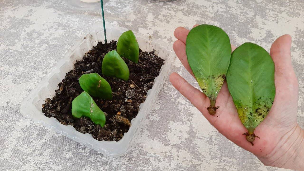Размножаем Замиокулькас 10 из 10 приживутся. Делюсь секретом разведения цветка.