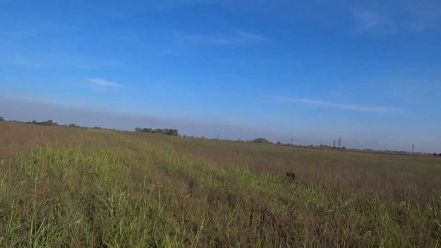 Охота на перепела с Курцхааром. Закончились патроны.