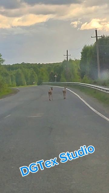 косули на дороге