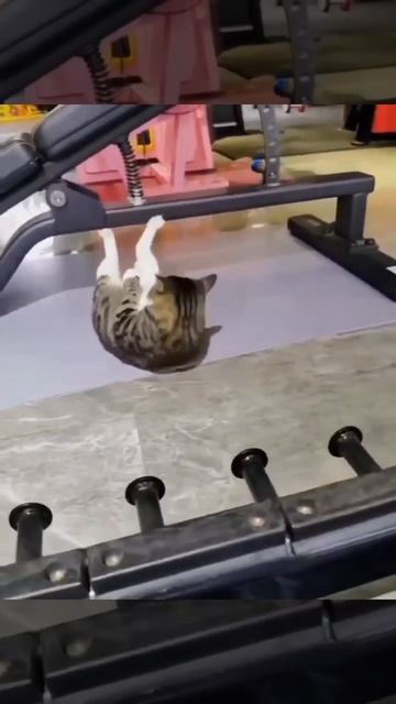 Котик и тренажёры 👏🐈🥰