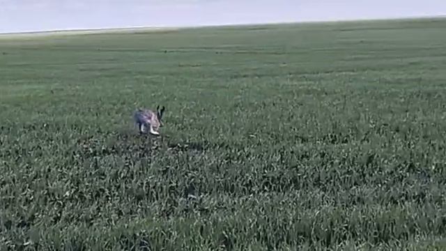 Будни егеря. Заяц.23.05.25.