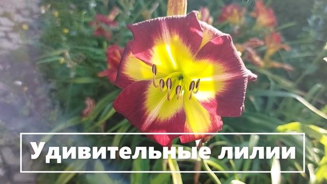 Лилии - да это лилии. №7 (13)