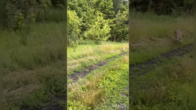 Подняли зайца . Русские гончие Плакун и Буря  вл.  Атясо