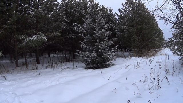 Охота на зайца с Русской гончей. Чуть руками не поймал