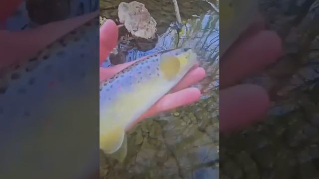 Ручеёк в лесу. Тут рыба есть?